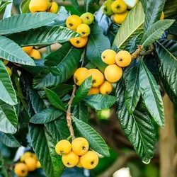 بذر درخت ازگیل ژاپنی