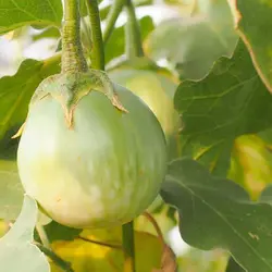 بذر بادمجان کرمیت