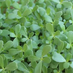 بذر میکروگرین خرفه
