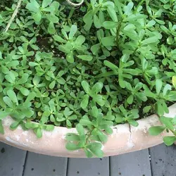 بذر میکروگرین خرفه