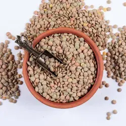 بذر عدس