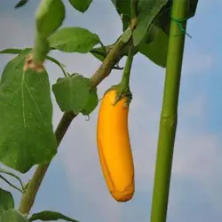 بذر بادمجان قلمی زرد