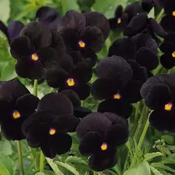 بذر بنفشه پر کلاغی
