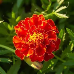 بذر گل جعفری پا کوتاه مینیاتوری الوان