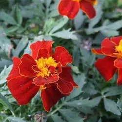 بذر گل جعفری پا کوتاه مینیاتوری الوان