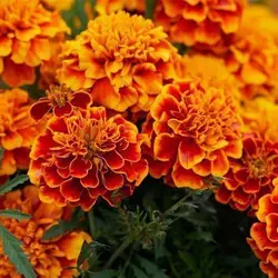 بذر گل جعفری پا کوتاه مینیاتوری الوان