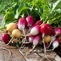 بذر تربچه میکس 7 رنگ