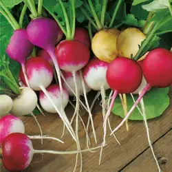 بذر تربچه میکس 7 رنگ