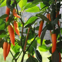 بذر فلفل بلغاری هویجی