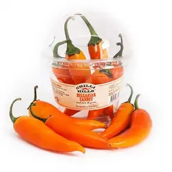 بذر فلفل بلغاری هویجی