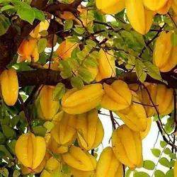 بذر درخت استار فروت
