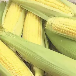 بذر ذرت شیرین طلایی بنتام
