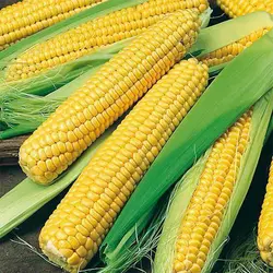 بذر ذرت شیرین طلایی بنتام