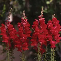 بذر گل میمون قرمز