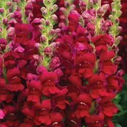 بذر گل میمون قرمز