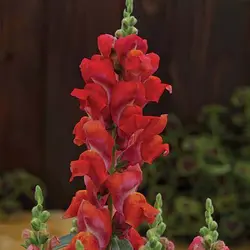 بذر گل میمون قرمز