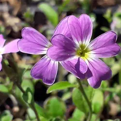 بذر گل شب بو هامون میکس