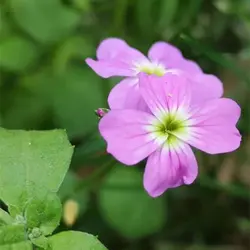 بذر گل شب بو هامون میکس