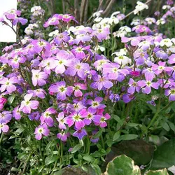 بذر گل شب بو هامون میکس