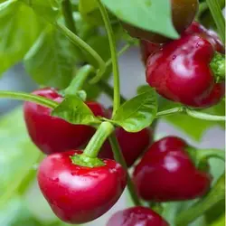 بذر فلفل کنسروی