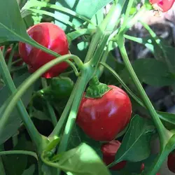 بذر فلفل کنسروی