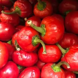 بذر فلفل کنسروی