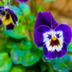 بذر گل بنفشه آبی مشکی