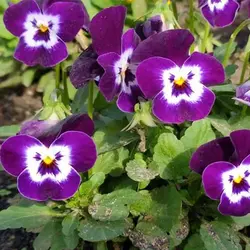 بذر گل بنفشه آبی مشکی