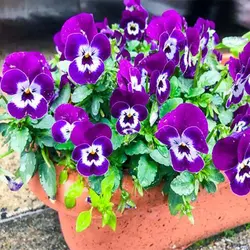 بذر گل بنفشه آبی مشکی