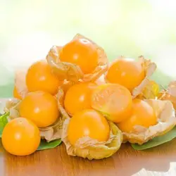 بذر فیسالیس غول هندی