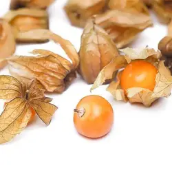 بذر فیسالیس غول هندی