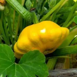 بذر کدو ستاره ای زرد