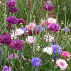 بذر گل گندم پاکوتاه میکس