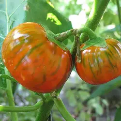 بذر بادمجان قرمز ترکی