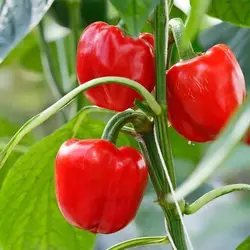 بذر فلفل دلمه ای قرمز