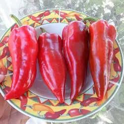 بذر فلفل دلمه ای قرمز ایتالیایی