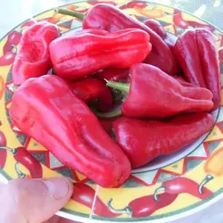 بذر فلفل دلمه ای قرمز ایتالیایی