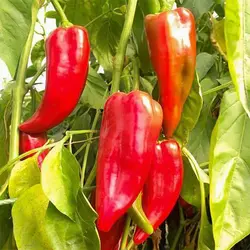 بذر فلفل دلمه ای قرمز ایتالیایی
