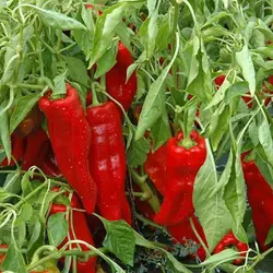 بذر فلفل دلمه ای قرمز ایتالیایی