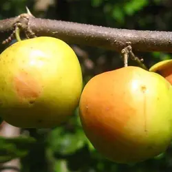 بذر کنار هندی گرد