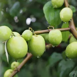 بذر کنار هندی گرد