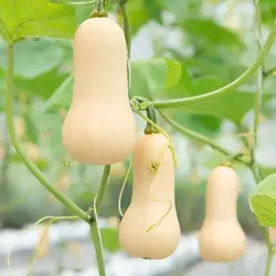 بذر کدو تنبل (کدو حلوایی)