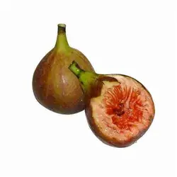 بذر بونسای انجیر خوشه ای