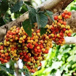 بذر بونسای انجیر خوشه ای