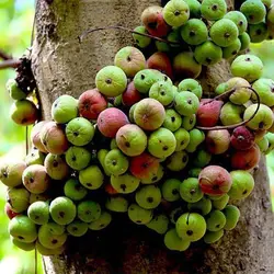 بذر بونسای انجیر خوشه ای