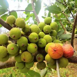 بذر بونسای انجیر خوشه ای