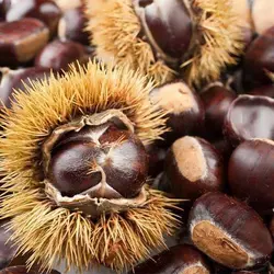 بذر شاه بلوط اروپایی