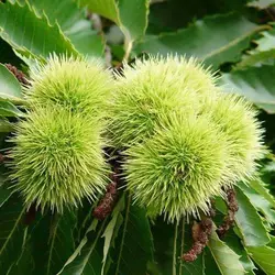 بذر شاه بلوط اروپایی