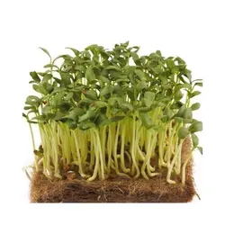 بذر میکروگرین شنبلیله