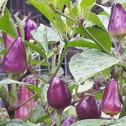 بذر فلفل مینیاتوری بنفش